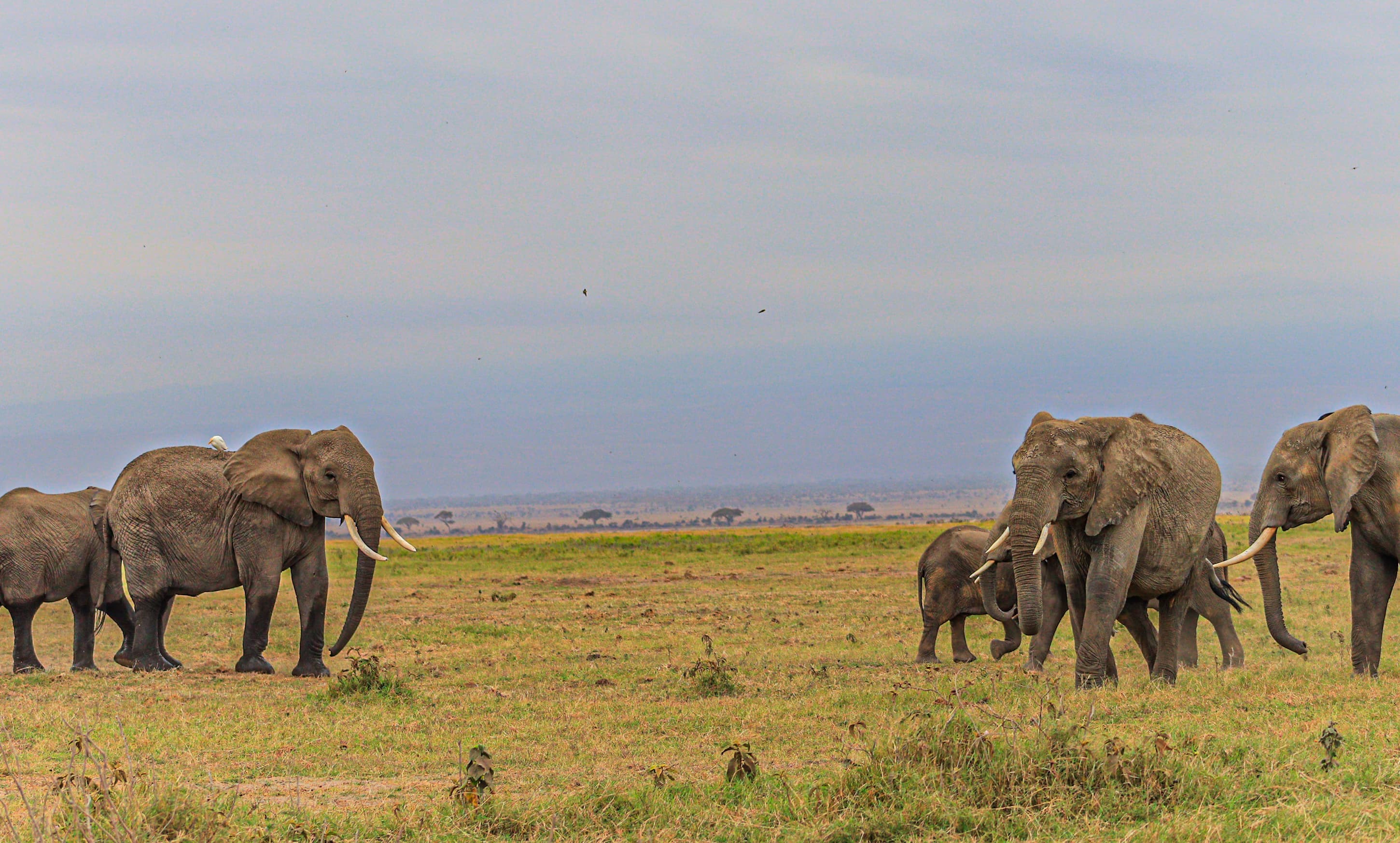 Elephants at the field