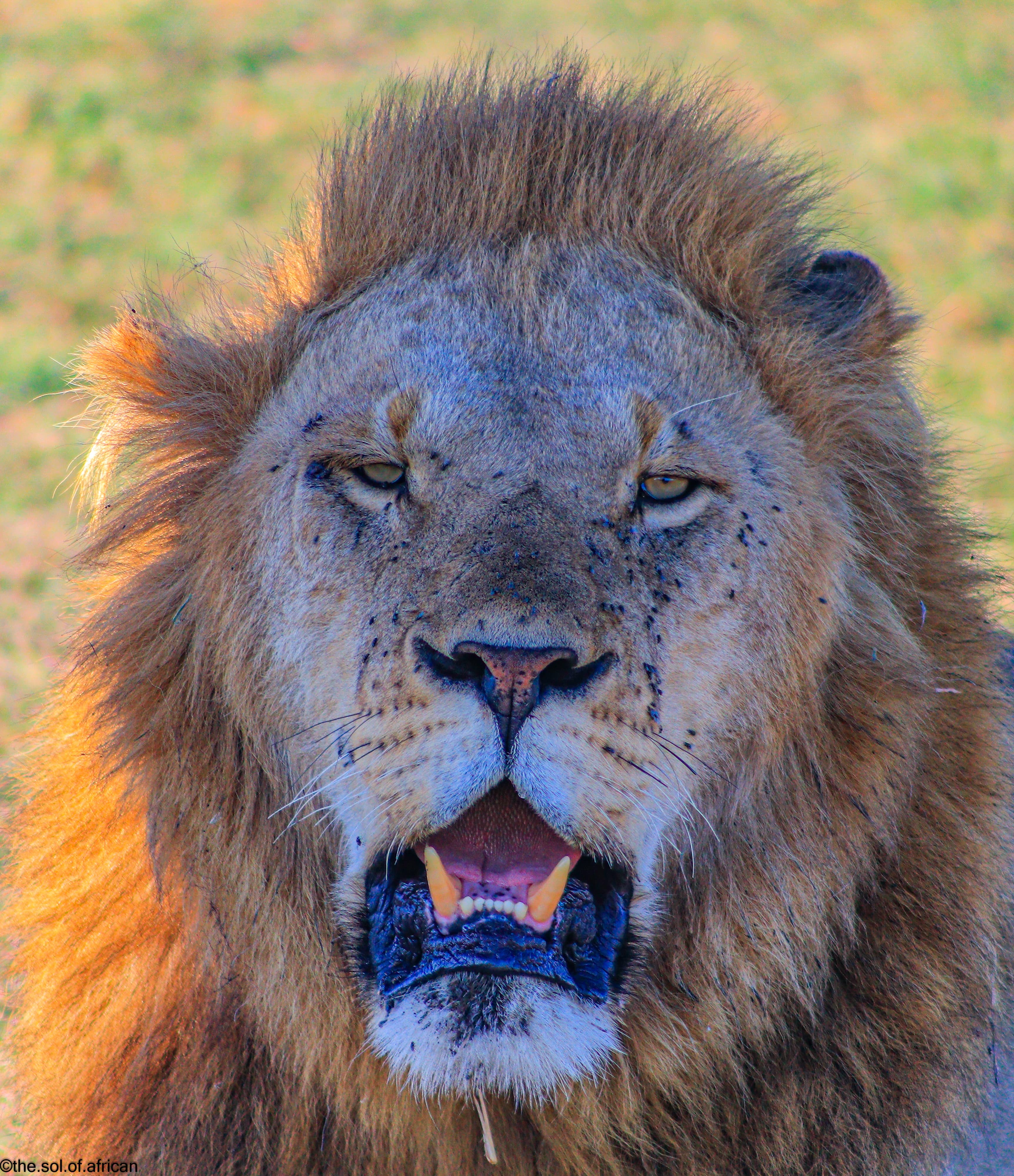 Lion resting under a tree