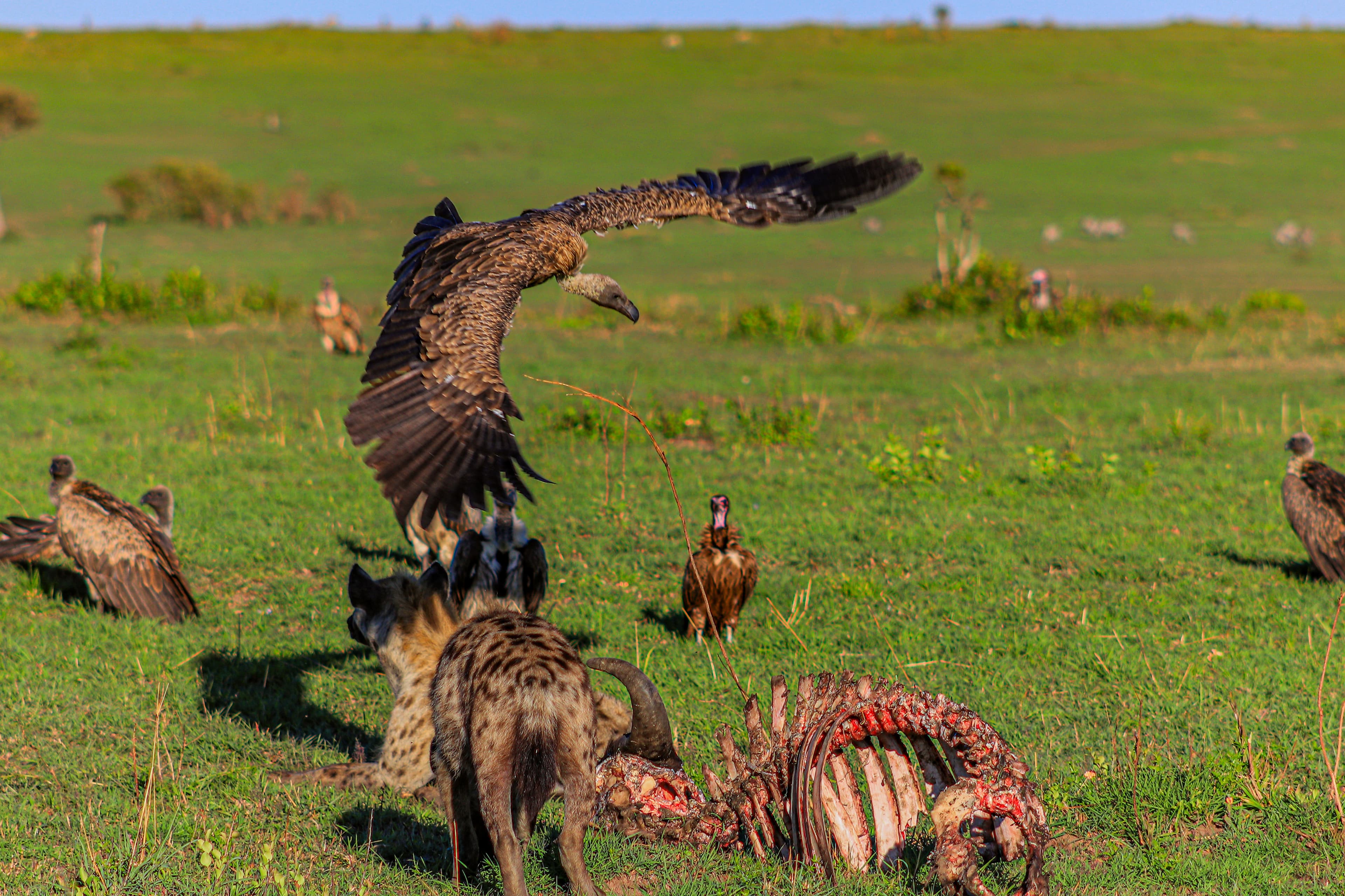 Vultures eating a carcass