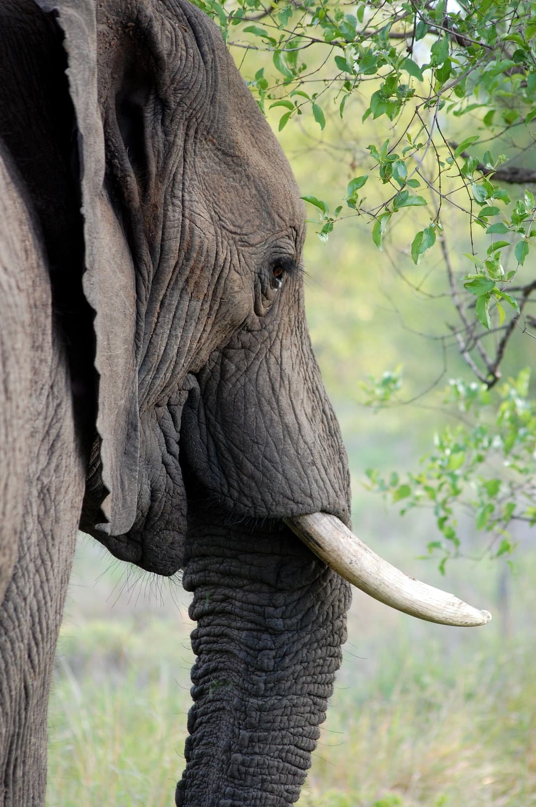 Amboseli National Park