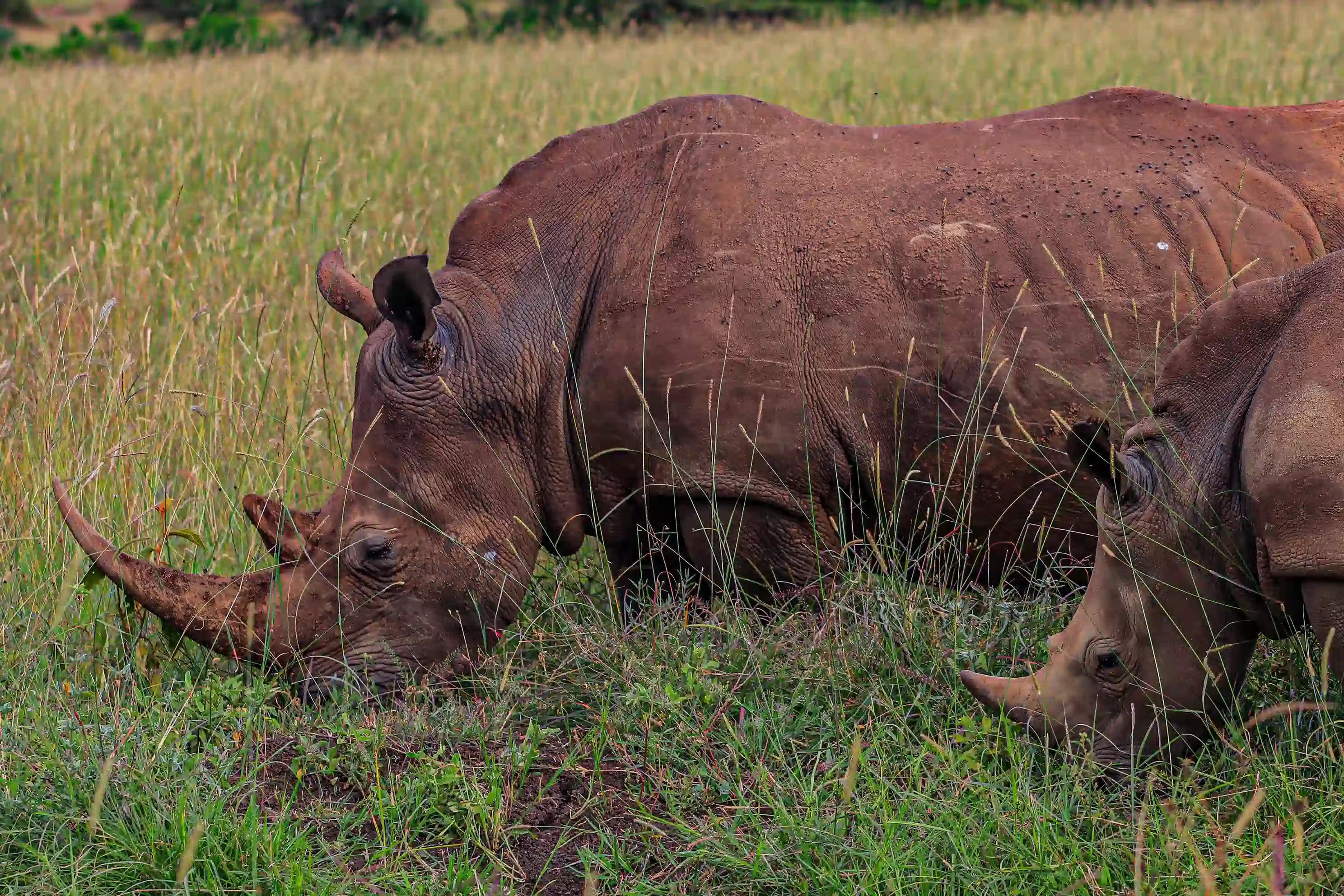 Rhino in the savannah