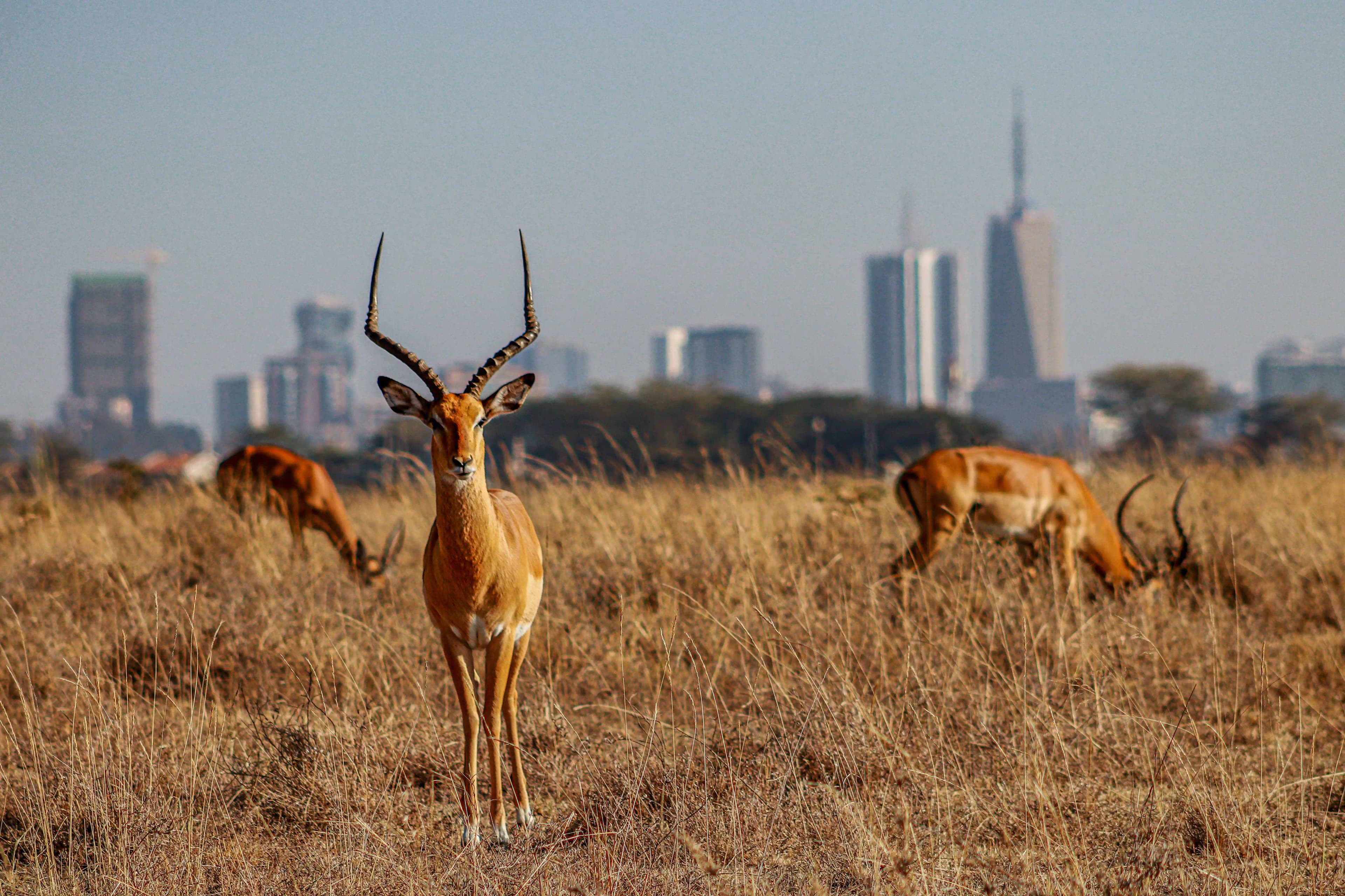 Gazelles grazing in the wild