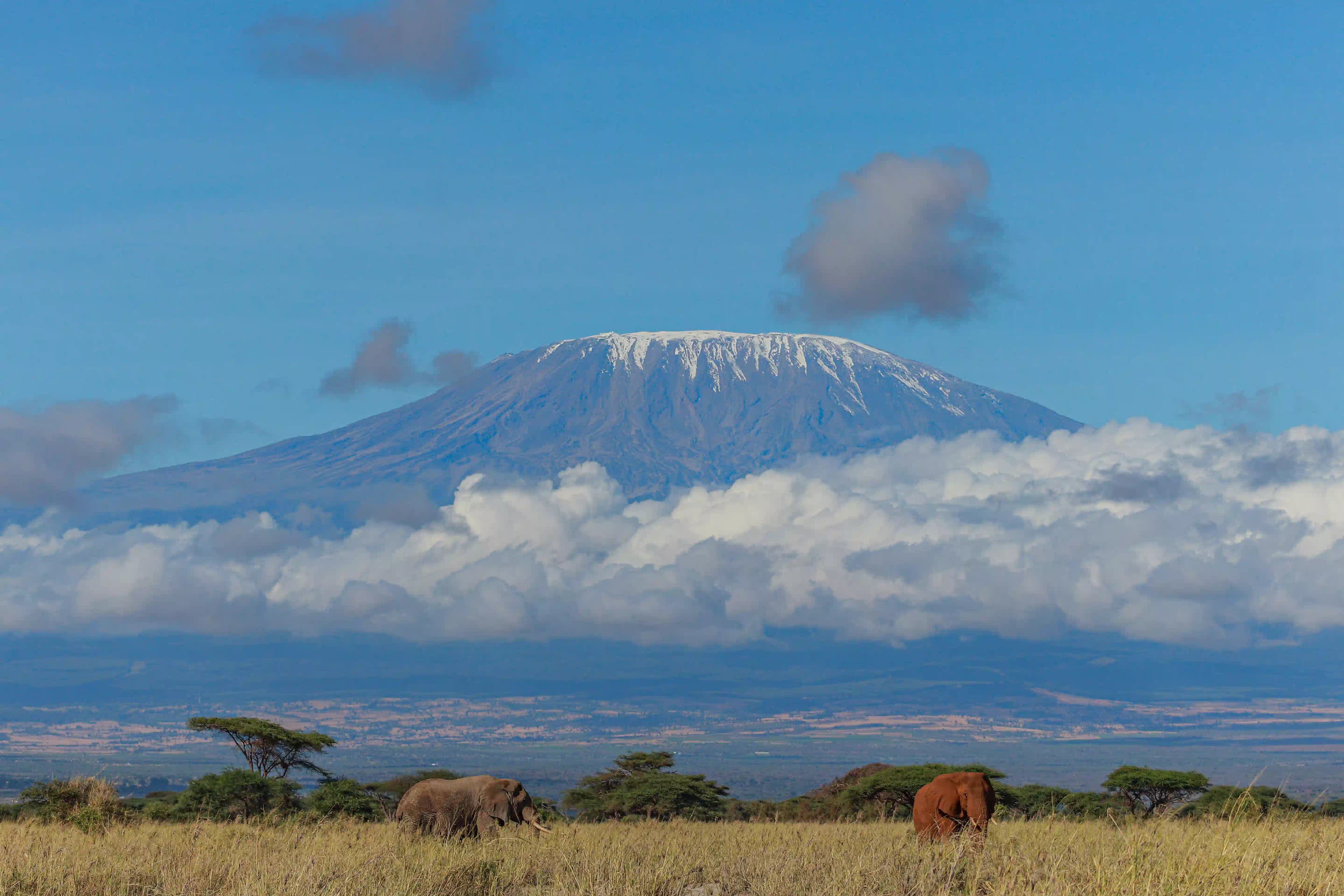 Mount Kilimanjaro at dawn