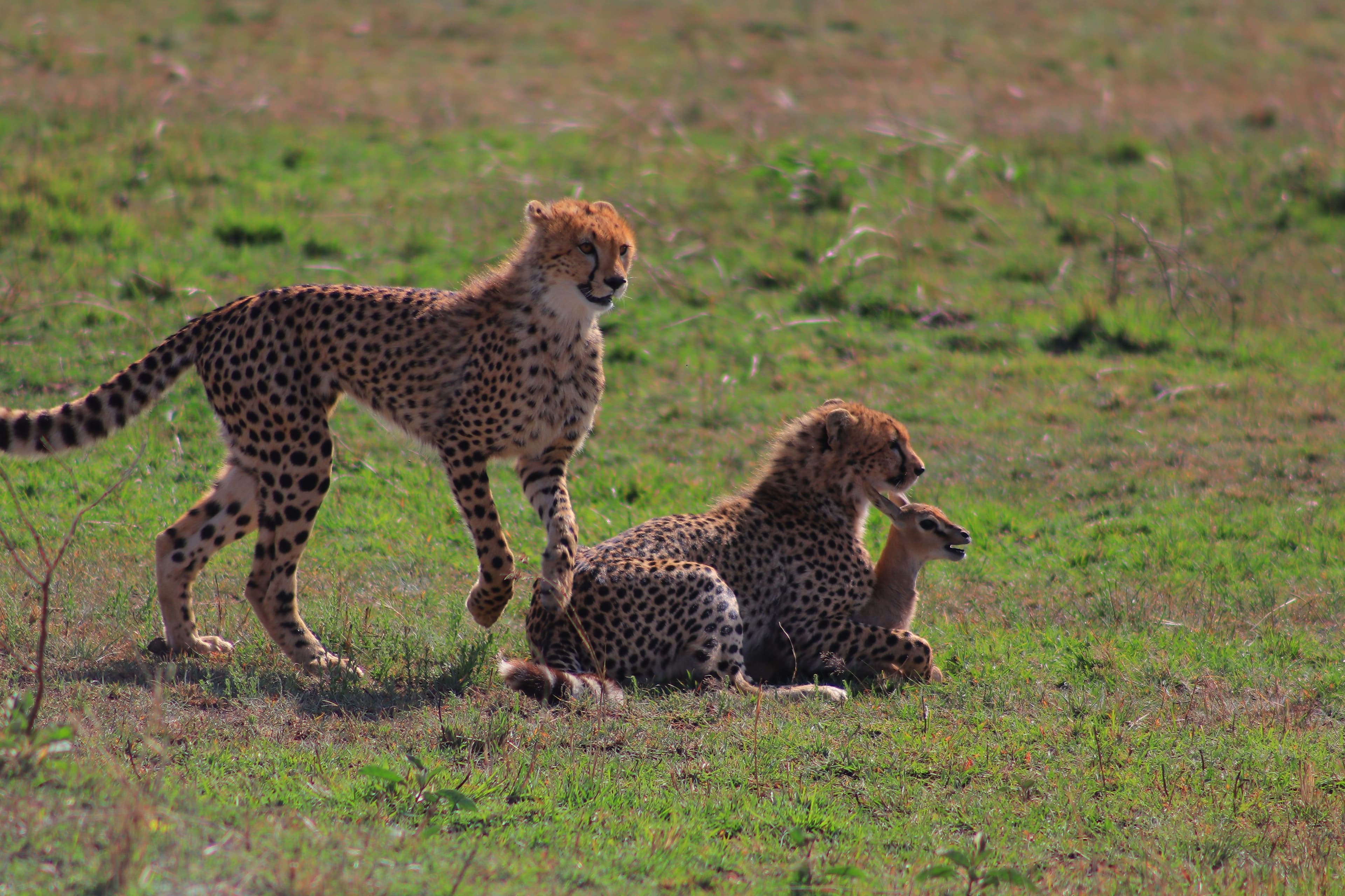 Masai Mara