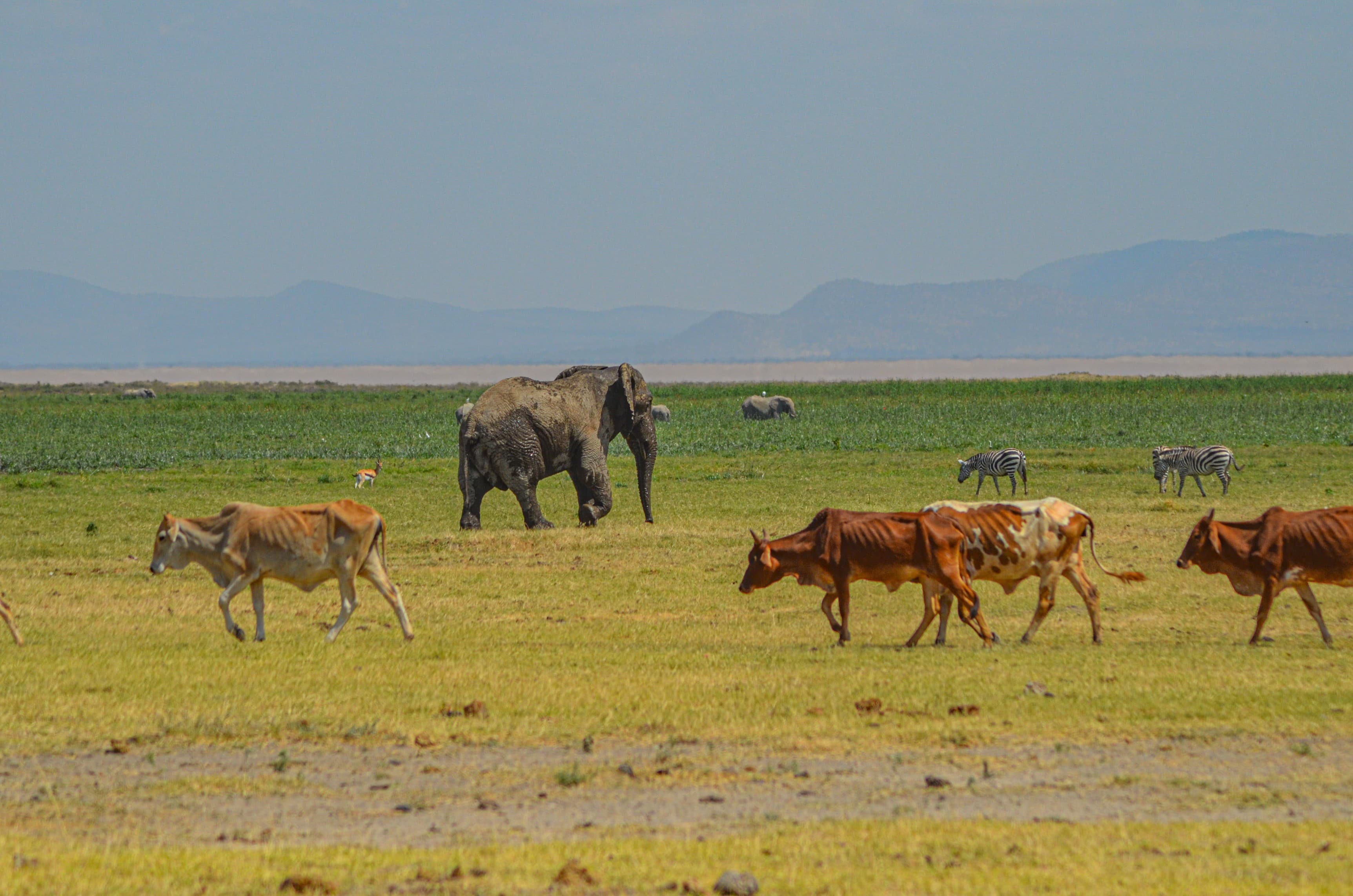 Amboseli