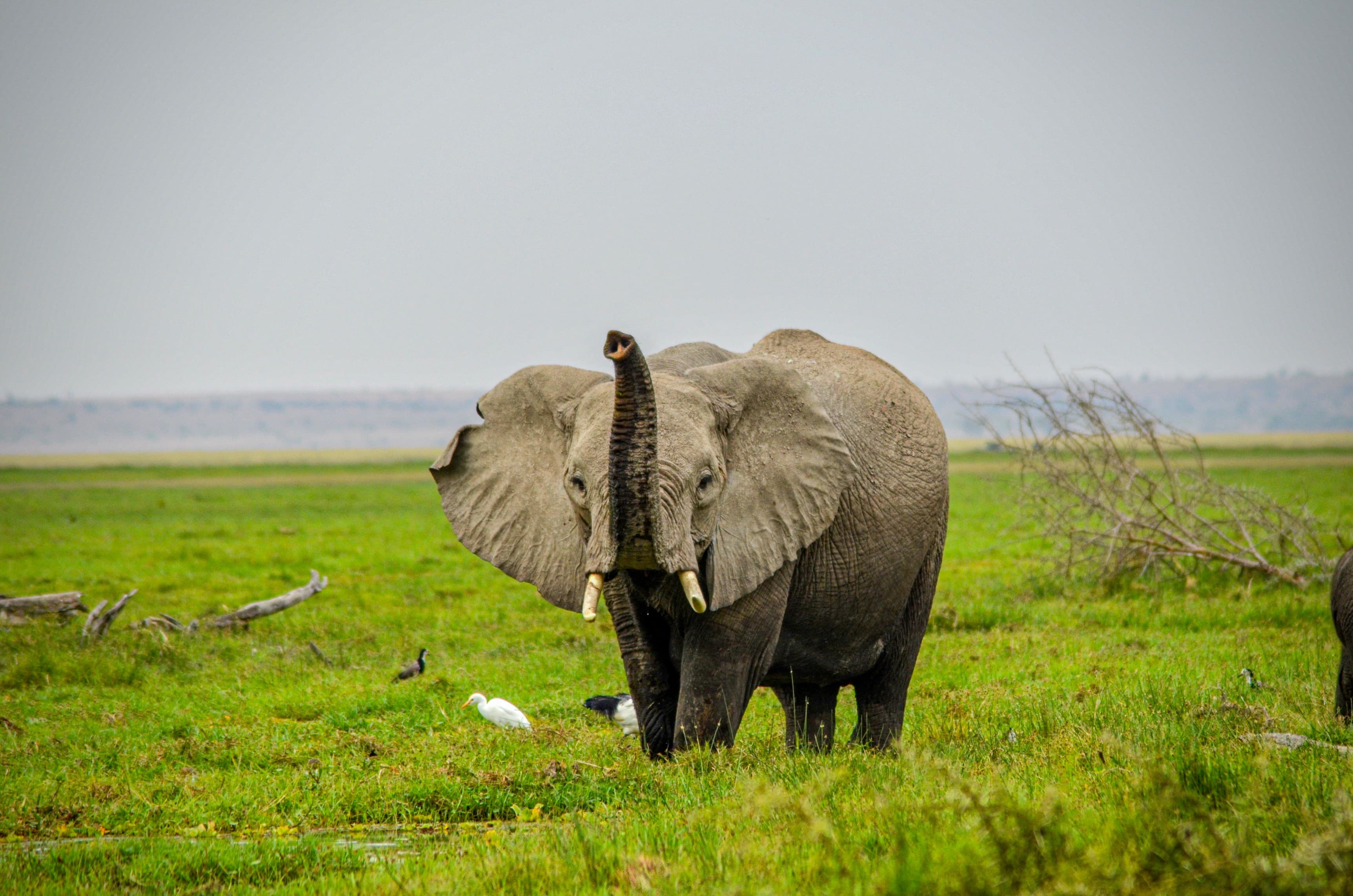 Amboseli