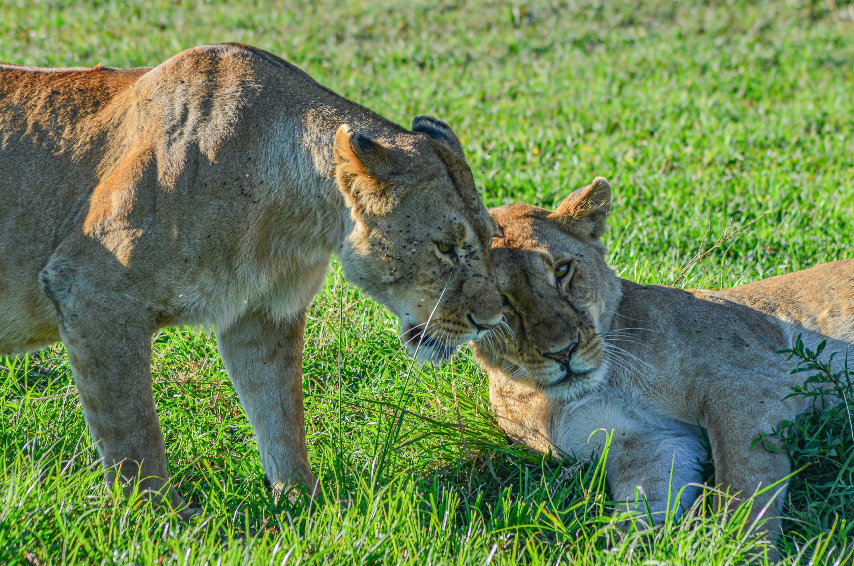 Masai Mara 